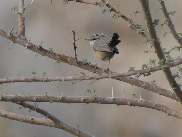 <h3><a href="/trips/oman/biota/animalia/chordata/aves/040 passeriformes/079 scotocercidae/scotocerca inquieta/scotocerca inquieta-nl.html">Scotocerca&nbsp;inquieta</a> / Streaked&nbsp;scrub&nbsp;warbler / Maquiszanger</h3>OM-1 Mark II met OLYMPUS M.150-400mm F4.5 TC, 1/2000 sec  bij F5.6, ISO 4000, afstand 28.3&nbsp;m